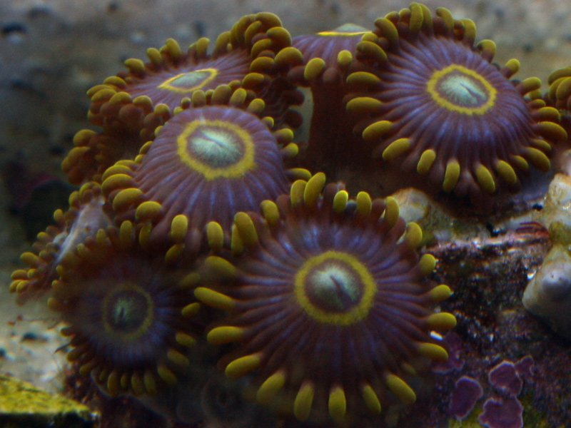 Blue Hornets - A2 Reefers 3rd annual Frag Swap!!! What are you Bringing???